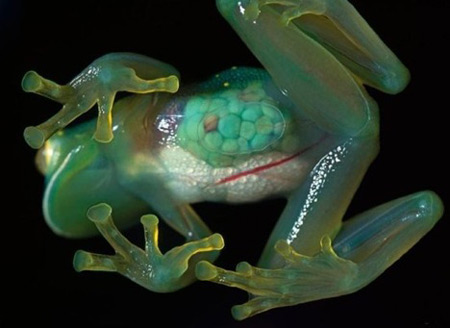 a96745_june-18-glass-frog