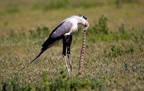 birds_eat_everything_22