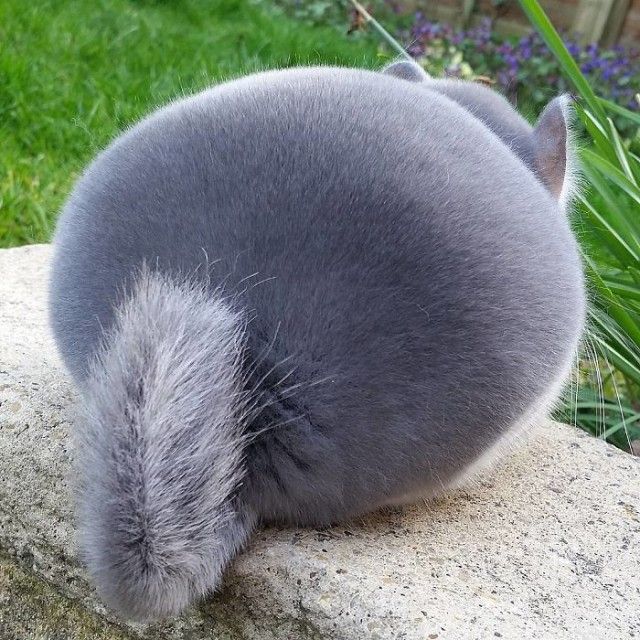 chinchilla6
