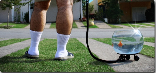 魚だって連れ歩きたい、そんな魚類好きなあなたの為の魚用散歩グッズ