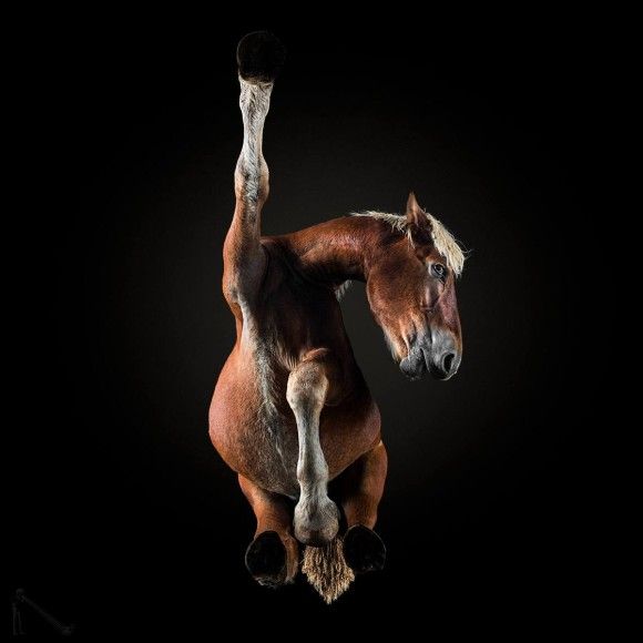 馬の違った一面を見てみたい。馬を下から撮影した写真