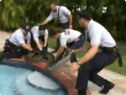 【動画】体長約4メートルのビルマニシキヘビが自宅のプールで泳いでた（フロリダ）