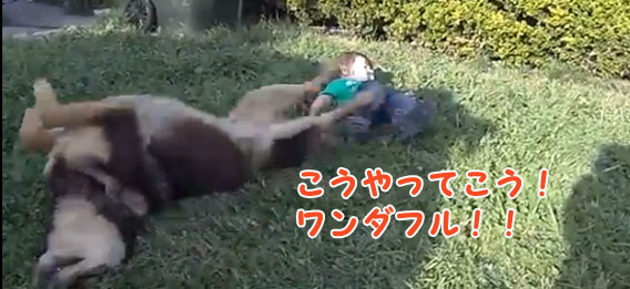 まわるときはこう！こうでこう！！人間の赤ちゃんに回り方を教える犬の先生