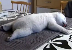 【動画】うとうとコテン。お母さんのミルクがでなくて人間に育てられることになったシロクマの赤ちゃん
