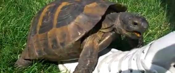 死ぬまで