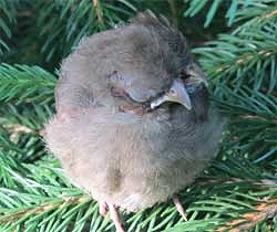 頭が2つ、くちばしが3つある鳥のヒナが発見される（米マサチューセッツ州）