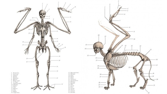神話に出てくる伝説の半人半獣たちを医学解剖書風に描いた解剖図
