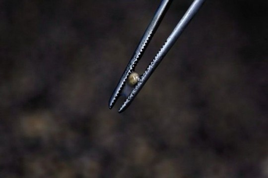 1258610566_how_black_caviar_is_made_03