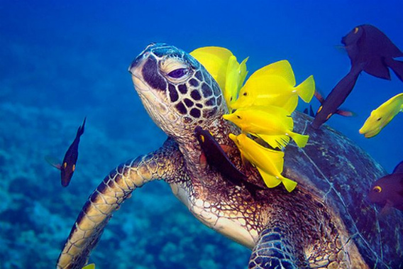 beautiful_award_winning_photos_16