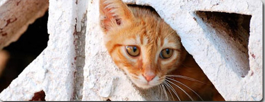 パレスチナの囚人を助けた猫、イスラエル政府によって独房に入れられる