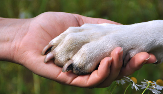 犬は人と共に進化してきたことが判明（米研究）