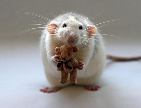 rats-with-teddy-bears-ellen-van-deelen-2_e