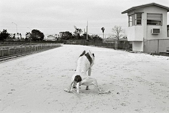 old_dogs_12