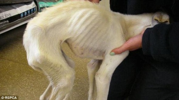 体重2.9キロ。世界一やせこけていた捨て犬が新しい飼い主のもとで無事回復（イギリス）