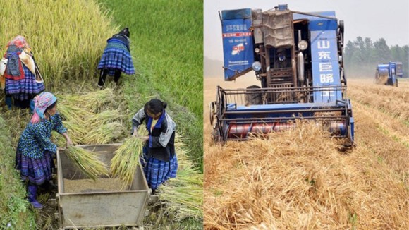 稲作地域は和を重んじ、小麦作地域は個人主義に傾く。作っている穀物の違いと人の考え方・価値観の違いに関連性（米研究）