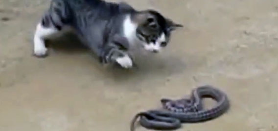 かかってこいや！怖いもの知らずの猫たちの映像を集めた「勇者猫スーパーカット」