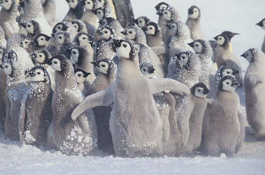 penguins_02