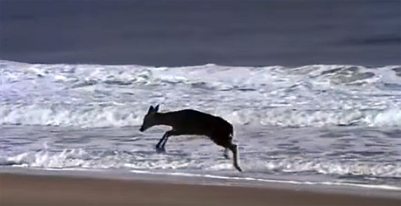 絵画のような光景。生まれて初めて海に来た小鹿のジャンプ