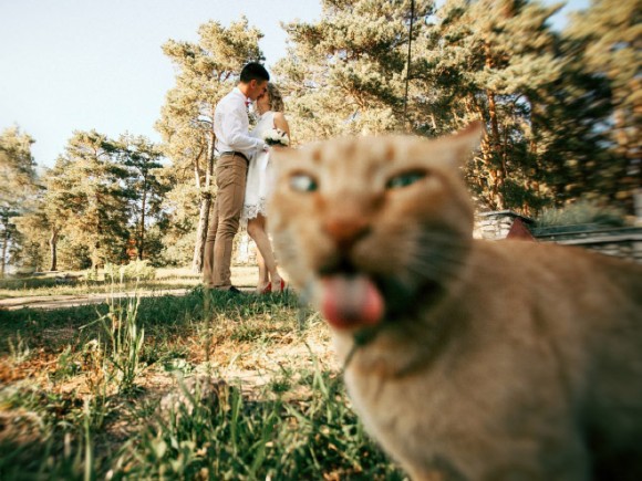 晴れの良き日とか人間事だし。結婚式の写真に写り込む動物たちのいる風景