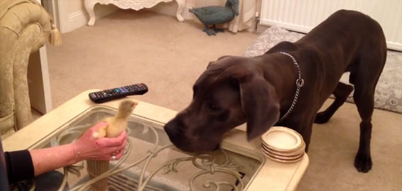 グレート・デーン犬、生まれて初めてガチョウのヒナとご対面を記念して犬＆ヒナ特集
