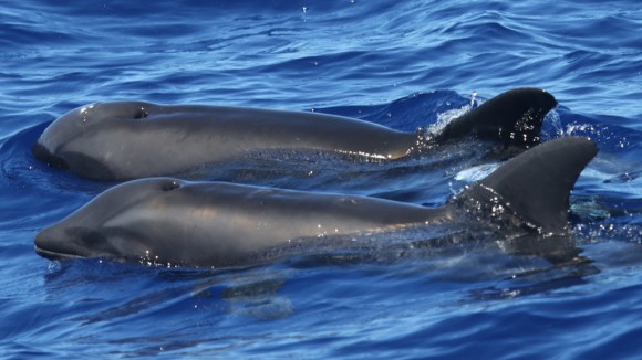 背徳の愛？イルカとクジラの交雑種が発見される（アメリカ・ハワイ）