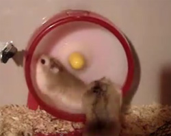 我こそが世界最速！2匹が競い合いながら新記録樹立に励むハムスターたちの車回し