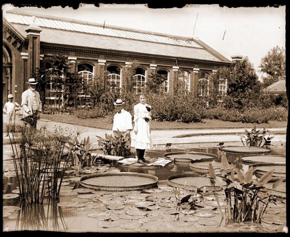 the_largest_water_lily_in_the_world_640_09