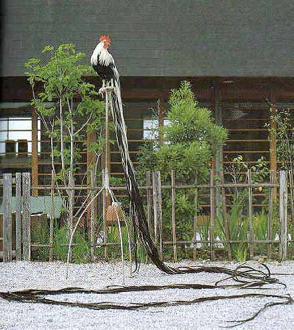 最長記録は13メートル、尾羽の長さがロックだぜ。日本で産み出された特別天然記念物「オナガドリ」