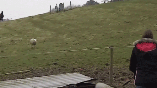 「あっ！会いたかったよぅ～！」群れの中から1匹だけ駆け出してハスキー犬に突進してくる羊