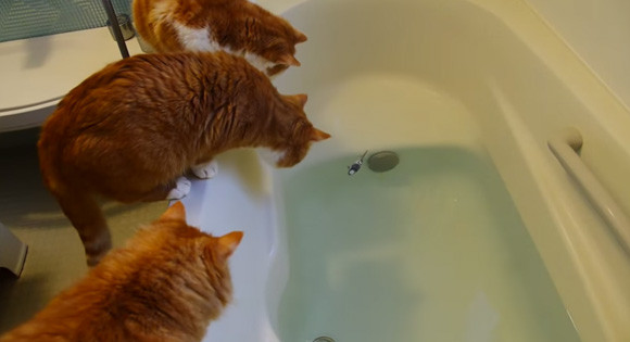10猫10色。猫たちが風呂場を泳ぐ魚に興味を持った！