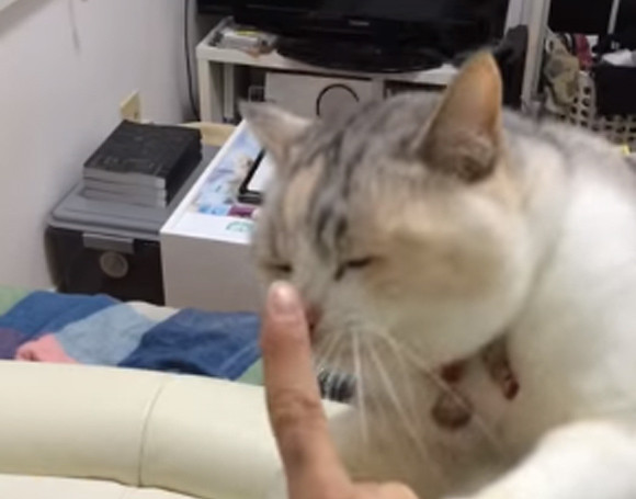 「ごはん」という単語を聞くとこの指とまる猫