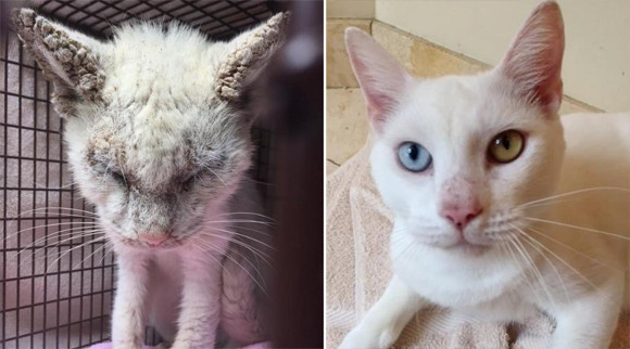 ボロボロの状態で保護された野良猫、実は美しいオッドアイの白猫だった