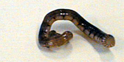 Dkani