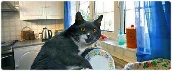 もし猫が家事をらくらくこなすメイド気取りだったら？