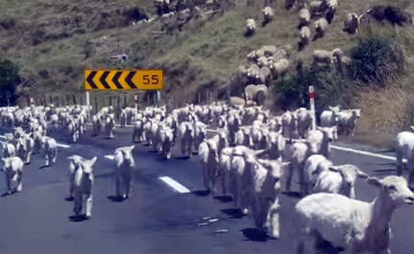 ちょっと通りますのレベルじゃない！先頭集団も最後尾すら見えない羊たちの道路横断映像（ニュージーランド）