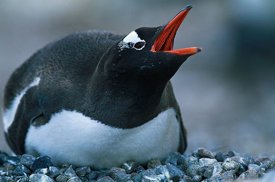 penguins_13