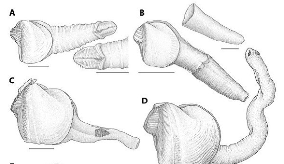 木を食べる珍しい二枚貝の珍種が発見される。その形状も食生活もチン妙すぎた（米研究）