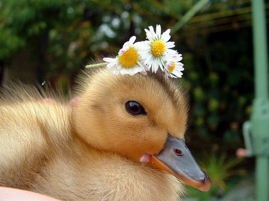 animals_77_35