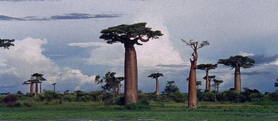 アフリカ伝説の万能薬、スーパー果実「バオバブの木の実」