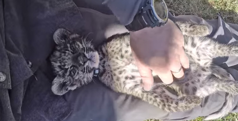 ひとなつこい猫みたいに人間の膝の上で眠るヒョウの赤ちゃん