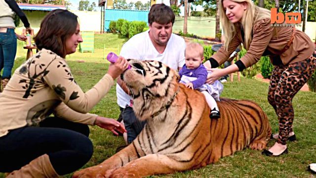 猛獣のトラとだっていちゃこら大爆発！7頭のトラたちと暮らすブラジリアン一家