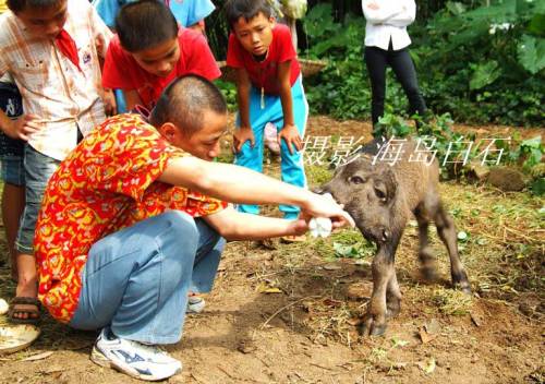 calf-001