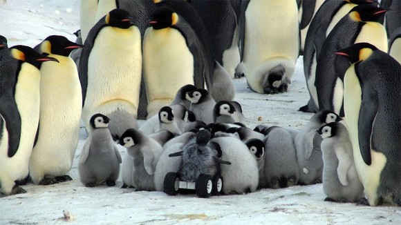 モフモフを装着し赤ちゃんペンギンに偽装したロボットがペンギンの子どもたちに取り囲まれる様子