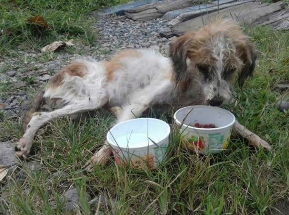 ネグレクトで瀕死の状態にあった犬が救助され奇跡的に回復し、里親に引き取られた矢先の出来事だった。