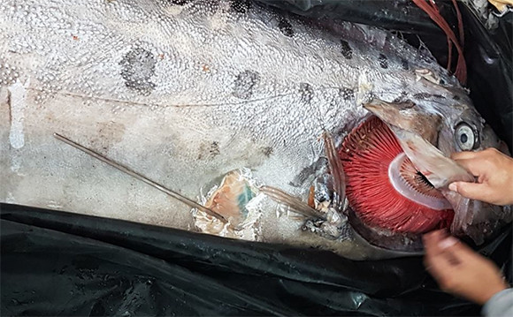漁師もびっくり。チリで神秘の深海魚「リュウグウノツカイ」がほぼ無傷の状態で捕獲される
