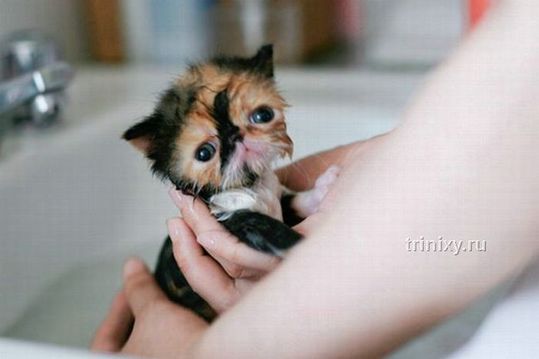 adorable_tiny_kitten_15