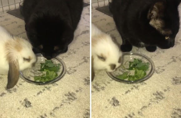 ほんとは草嫌いなんだけど...大好きなウサギが食事中、横に寄り添い同じ皿の草を食べるフリをする猫