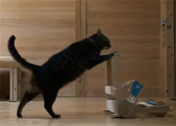 カタカタカタ・・・手押し車を押す猫がとてつもなくシュール