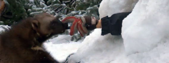雪の中に生き埋めとなった男性を救助するクズリ