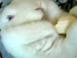 【動画】寝ながら食べると・・・巨大なウサギになります。